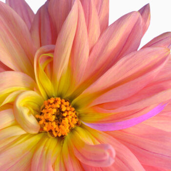 Photography titled "Flowerissimo_14946" by Michael Vdovin, Original Artwork, Digital Photography