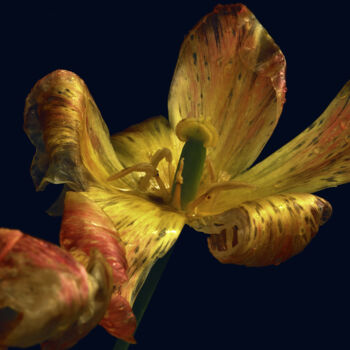 Fotografia intitolato "Flowerissimo_17006" da Michael Vdovin, Opera d'arte originale, Fotografia digitale