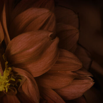 Fotografia intitolato "Flowerissimo_14266" da Michael Vdovin, Opera d'arte originale, Fotografia digitale