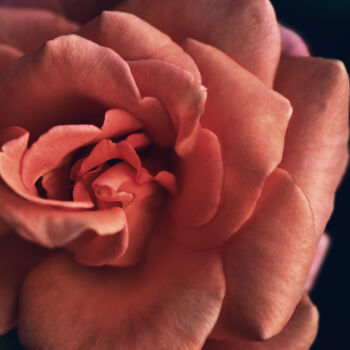 Photographie intitulée "Flowerissimo_14514" par Michael Vdovin, Œuvre d'art originale, Photographie numérique