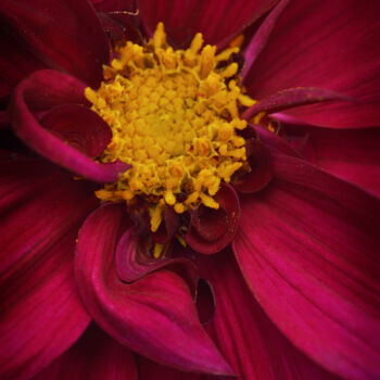 Fotografia intitulada "Flowerissimo_14250" por Michael Vdovin, Obras de arte originais, Fotografia digital