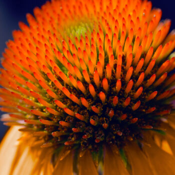 Photographie intitulée "Flowerissimo_12636" par Michael Vdovin, Œuvre d'art originale, Photographie numérique