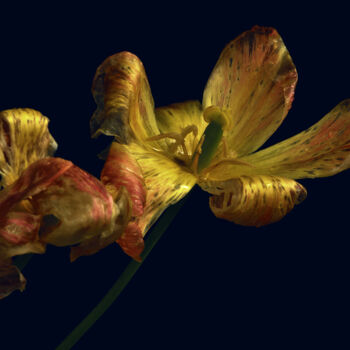 Photographie intitulée "Flowerissimo_17001" par Michael Vdovin, Œuvre d'art originale, Photographie numérique