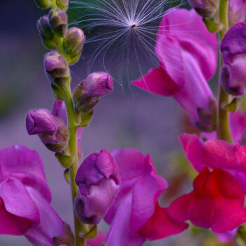 Photography titled "Flower_12583" by Michael Vdovin, Original Artwork, Digital Photography