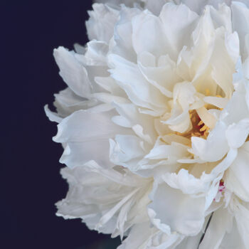 Fotografia intitolato "Flowerissimo_14096" da Michael Vdovin, Opera d'arte originale, Fotografia digitale