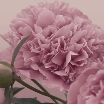 Photographie intitulée "Flowerissimo_10276" par Michael Vdovin, Œuvre d'art originale, Photographie numérique