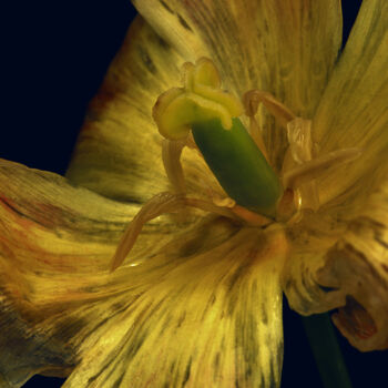 Fotografía titulada "Flowerissimo_17009" por Michael Vdovin, Obra de arte original, Fotografía digital