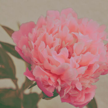 Photography titled "Flowerissimo_16940" by Michael Vdovin, Original Artwork, Digital Photography