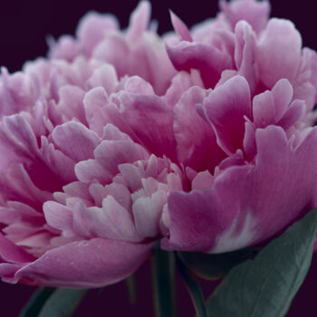 Photographie intitulée "Flowerissimo_16836" par Michael Vdovin, Œuvre d'art originale, Photographie numérique
