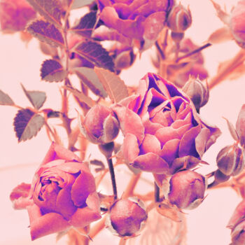 Photographie intitulée "Flowerissimo_10473" par Michael Vdovin, Œuvre d'art originale, Photographie numérique
