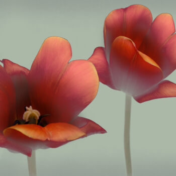 Fotografia intitolato "Flowerissimo_10727" da Michael Vdovin, Opera d'arte originale, Fotografia digitale