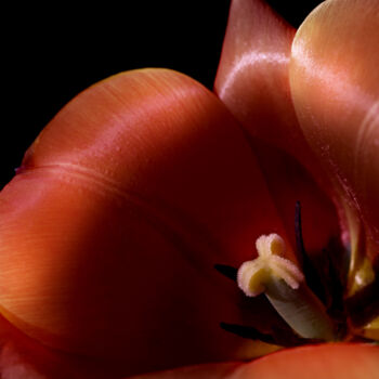 Photography titled "Flowerissimo_10182" by Michael Vdovin, Original Artwork, Digital Photography