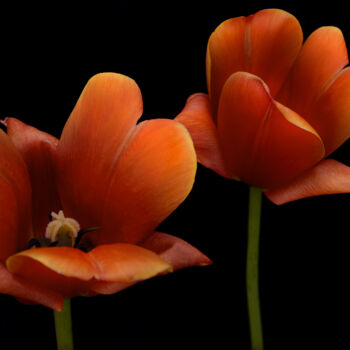 Photographie intitulée "Flowerissimo_10730" par Michael Vdovin, Œuvre d'art originale, Photographie numérique
