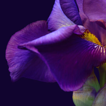 Photography titled "Flowerissimo_16460" by Michael Vdovin, Original Artwork, Digital Photography