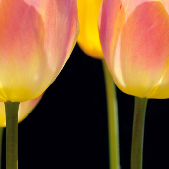 Photographie intitulée "Flowerissimo_10219" par Michael Vdovin, Œuvre d'art originale, Photographie numérique