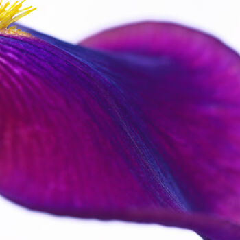 Photographie intitulée "Flowerissimo_16593" par Michael Vdovin, Œuvre d'art originale, Photographie numérique