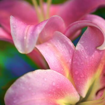 Photography titled "Flowerissimo_14872" by Michael Vdovin, Original Artwork, Digital Photography