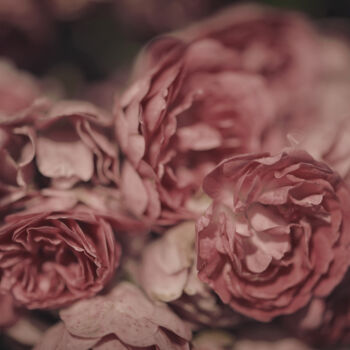 Photography titled "Flowerissimo_13593" by Michael Vdovin, Original Artwork, Digital Photography