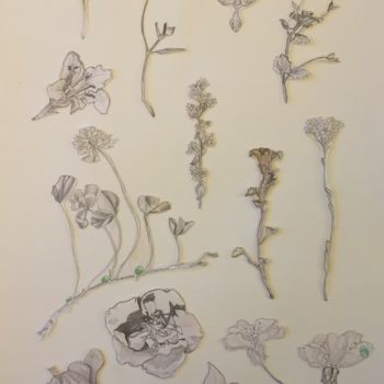 Zeichnungen mit dem Titel "Herbier. Fleurs." von Victoria, Original-Kunstwerk, Bleistift