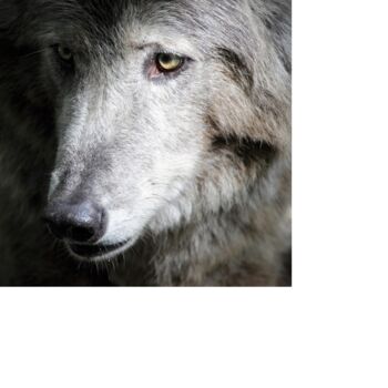 Photography titled "Wolf" by Véronique Fournier, Original Artwork, Digital Photography
