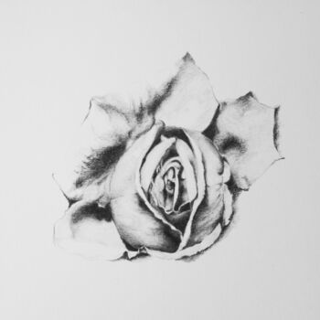 Drawing titled "Rose" by Véronique Grinenwald, Original Artwork, Graphite