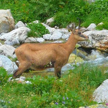 Photography titled "Chamois" by Véro Tanne Photo, Original Artwork