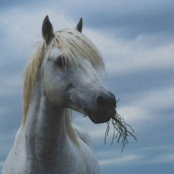 Fotografie getiteld "le bel étalon" door Geneviève Molinier-Mestre, Origineel Kunstwerk, Digitale fotografie