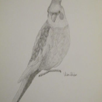 图画 标题为“The Cockatiel” 由Victoria Deaton, 原创艺术品, 铅笔