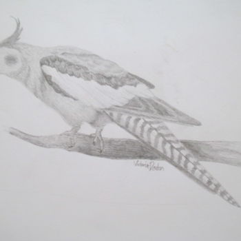 Drawing titled "Pied Cockatiel" by Victoria Deaton, Original Artwork, Pencil