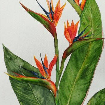 Painting titled "Strelitzia" by Victoria Girerd, Original Artwork, Watercolor