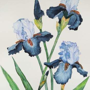 Peinture intitulée "Iris" par Victoria Girerd, Œuvre d'art originale, Aquarelle