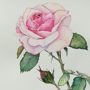 Painting titled "Rose" by Victoria Girerd, Original Artwork, Watercolor