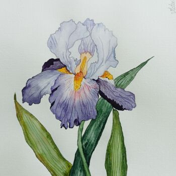 Painting titled "Iris violet" by Victoria Girerd, Original Artwork, Watercolor