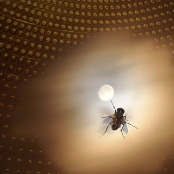 Photographie intitulée "a mosca também quer…" par Victor K, Œuvre d'art originale