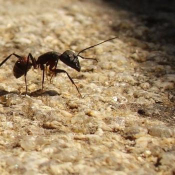 Fotografia intitulada "formiga" por Victor K, Obras de arte originais