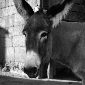 Fotografia intitulada "burro" por Victor K, Obras de arte originais