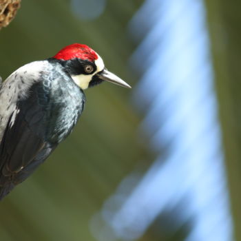 Φωτογραφία με τίτλο "acorn-woodpecker-me…" από Andrei Silviu Vieru, Αυθεντικά έργα τέχνης