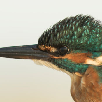 Photographie intitulée "common-kingfisher-a…" par Andrei Silviu Vieru, Œuvre d'art originale
