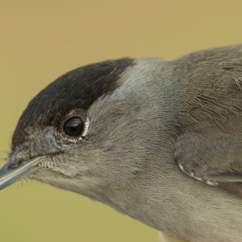 Fotografie mit dem Titel "eurasian-blackcap-s…" von Andrei Silviu Vieru, Original-Kunstwerk