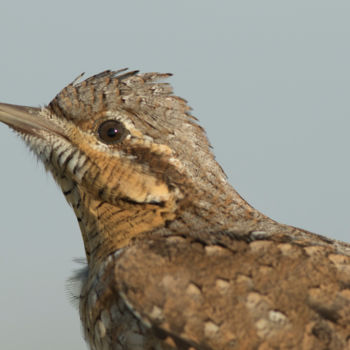 Photographie intitulée "eurasian-wryneck-jy…" par Andrei Silviu Vieru, Œuvre d'art originale