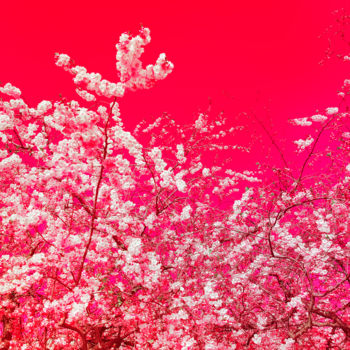 "The colors of sprin…" başlıklı Fotoğraf Viet Ha Tran tarafından, Orijinal sanat, Fotoşoplu fotoğrafçılık