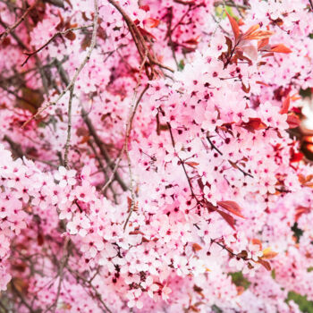 Fotografie getiteld "Romantic Sakura II" door Viet Ha Tran, Origineel Kunstwerk, Gemanipuleerde fotografie