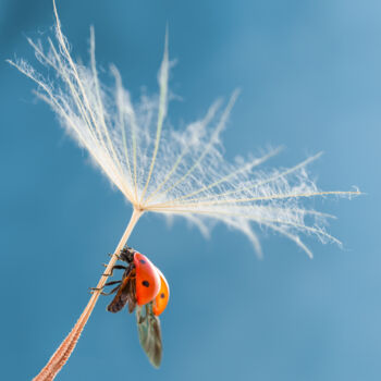 Photography titled "Ladybug on a dandel…" by Viktoriia Krulko, Original Artwork, Digital Photography
