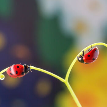 Photography titled "A dream of ladybugs" by Viktoriia Krulko, Original Artwork, Digital Photography