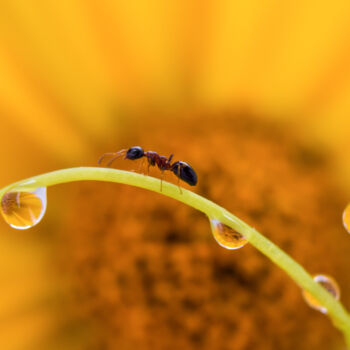 Photographie intitulée "Ant" par Viktoriia Krulko, Œuvre d'art originale, Photographie numérique