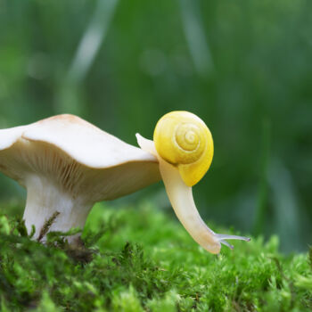 Photography titled "Snail on a walk" by Viktoriia Krulko, Original Artwork, Digital Photography