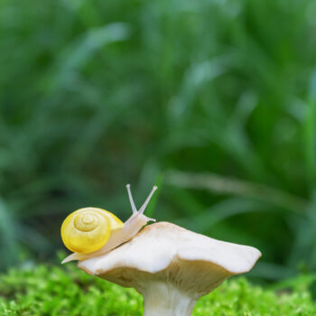 Fotografia intitulada "Close-up of a snail" por Viktoriia Krulko, Obras de arte originais, Fotografia digital