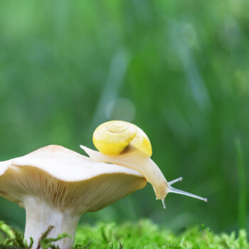 Fotografia intitulada "Macro snail#4" por Viktoriia Krulko, Obras de arte originais, Fotografia digital