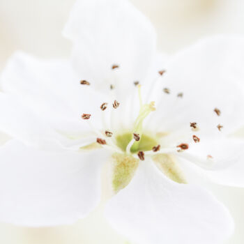Photography titled "Flower from the "Te…" by Viktoriia Krulko, Original Artwork, Digital Photography