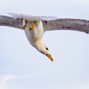 Photography titled "Mouette" by Mitch, Original Artwork, Non Manipulated Photography